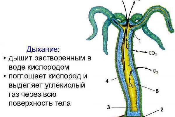 Кракен актуальное зеркало