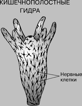 Кракен продажа